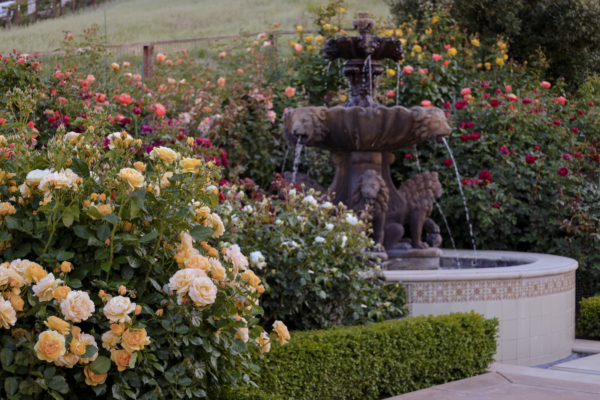 pink roses in a formal garden