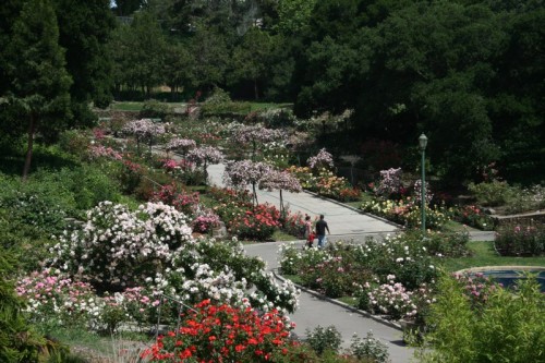 Shade garden with one dead shrub