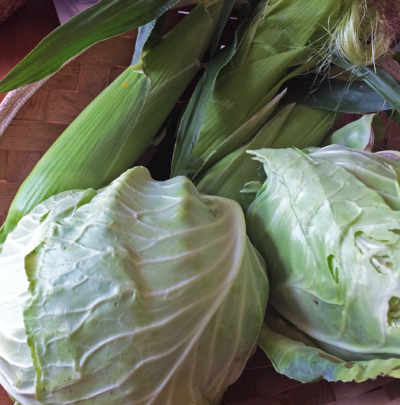 Pale green cabbages and corn harvested from the garden