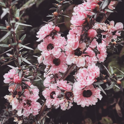 Flowers of Appleblossom Tea Tree (Leptospermum cultivar)