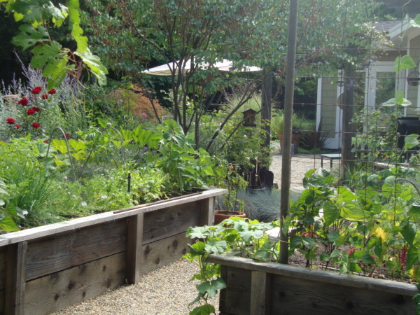 Shade garden with one dead shrub