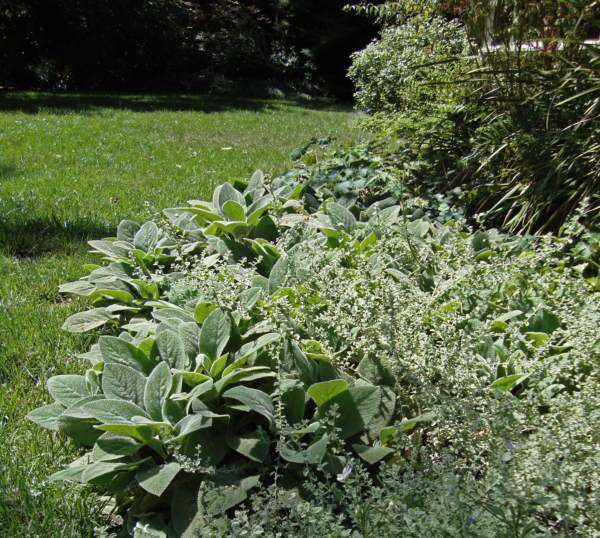 Shade garden with one dead shrub
