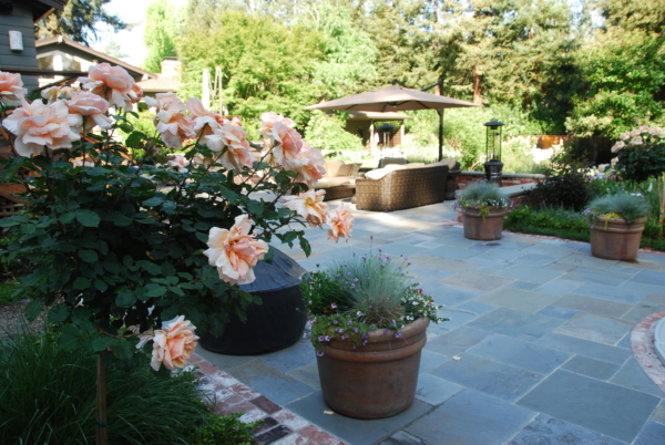 Shade garden with one dead shrub