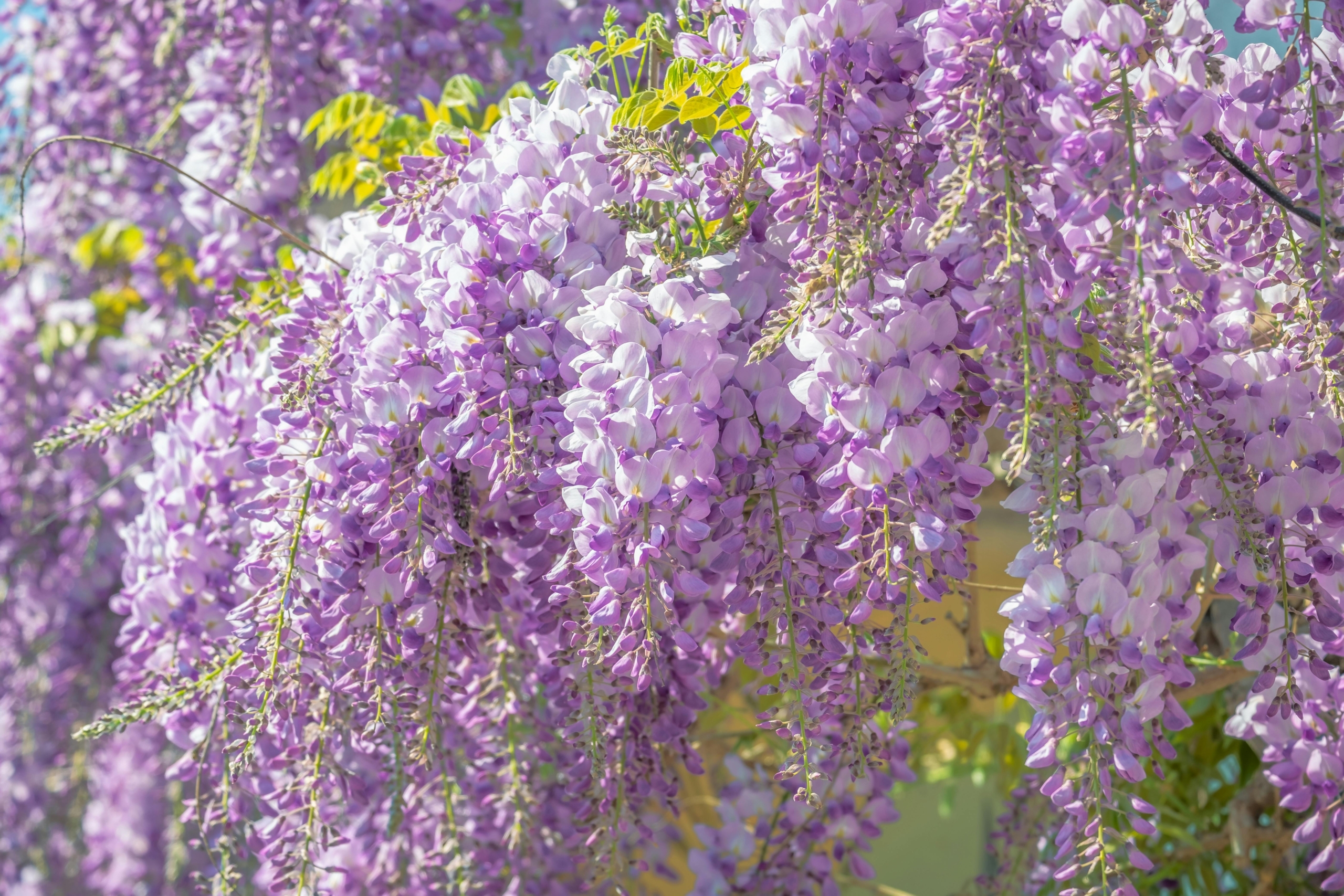 Luxurious landscape with wisteria vines overhanging a bench