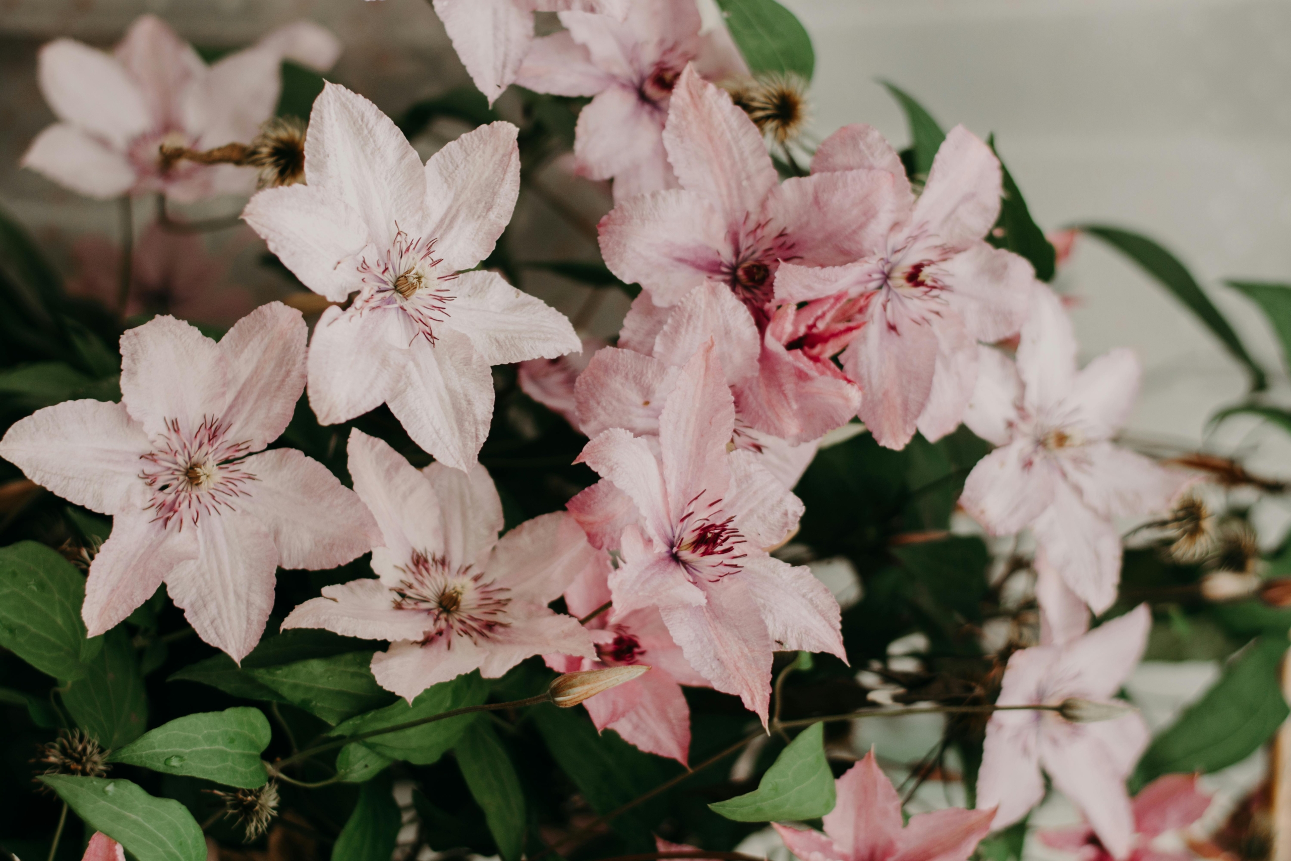 Close-up of blooming pink Clematis vining flowers, featured in a custom garden design by Montgomery Robbins, Inc., a Bay Area landscape architecture firm.
