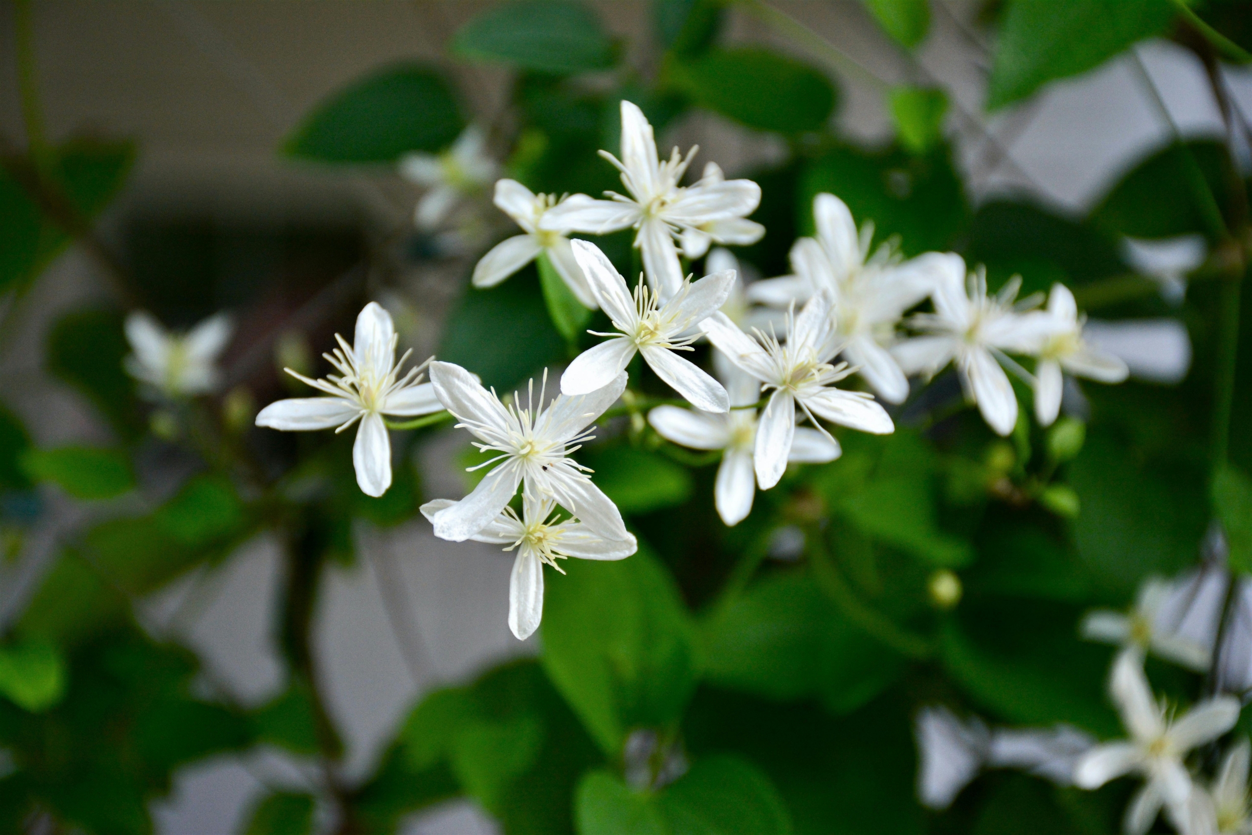 White Clematis vine flowers blooming in a lush garden design by Montgomery Robbins, Inc., a Bay Area landscape architecture firm specializing in elegant outdoor spaces.