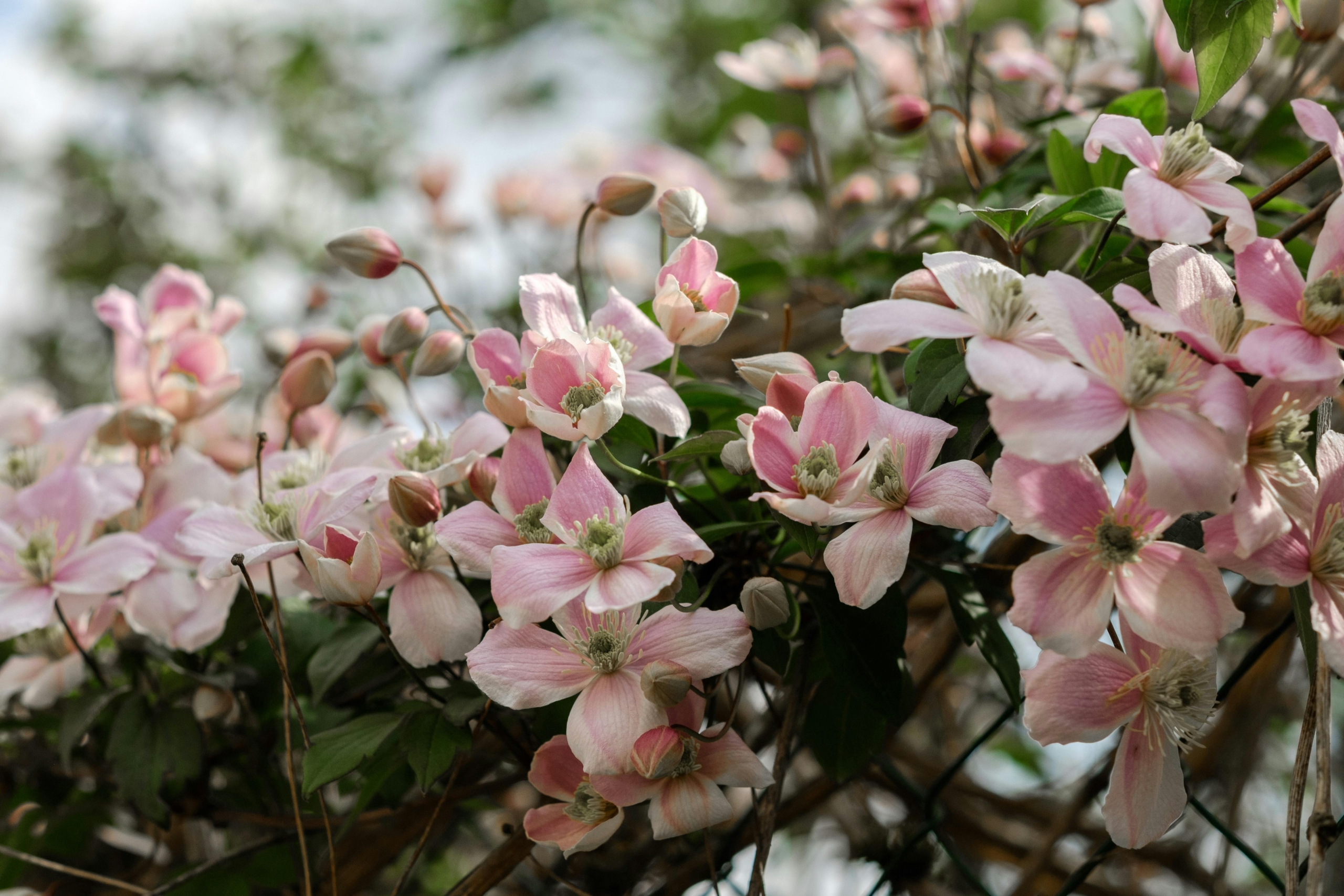 Pink Clematis vines in full bloom climbing through a garden trellis, featured in a custom residential landscape design by Montgomery Robbins, Inc., Bay Area landscape architects.