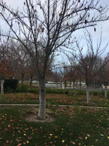 Winter cherry trees in public park in Livermore