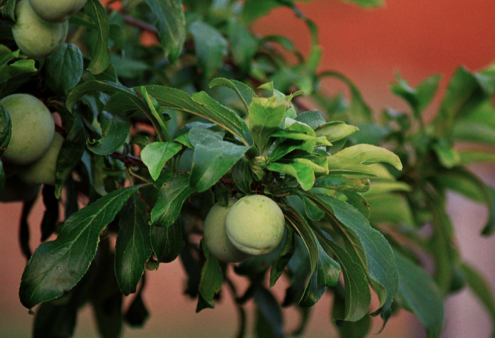 Ripening Apricots on an orange background
