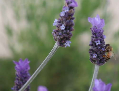 Pollinator Landscapes