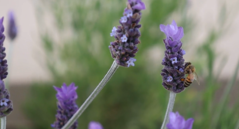 Bee pollinating blooming lavender flowers in a Montgomery Robbins-designed garden.