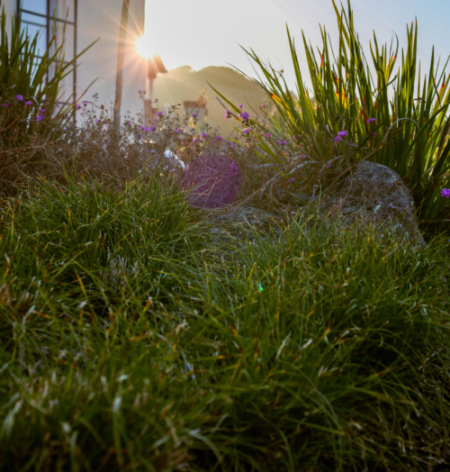 California Native Carex pansa