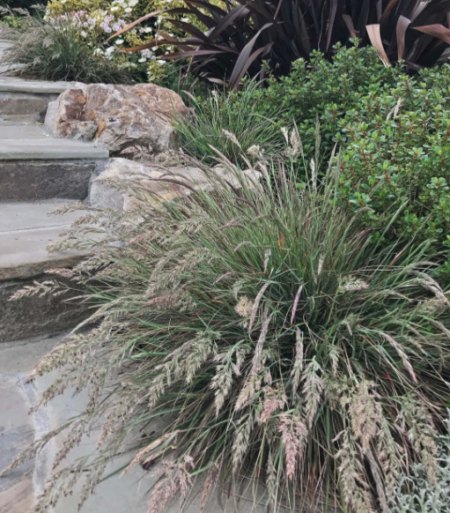 California Native Calamagrostis foliosa in a low-water landscape