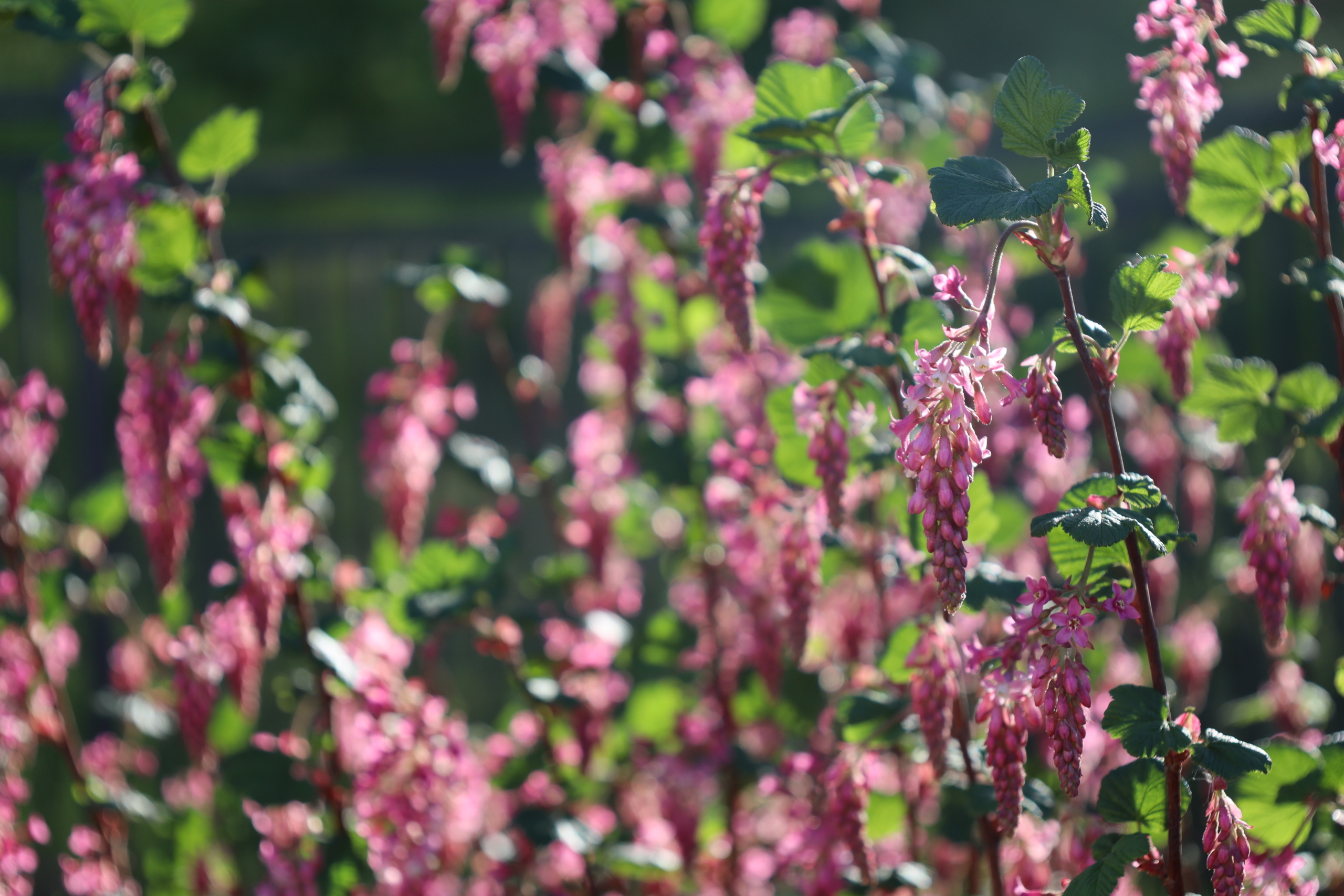 Ribes sanguineum - native west coast shrub in spring bloom