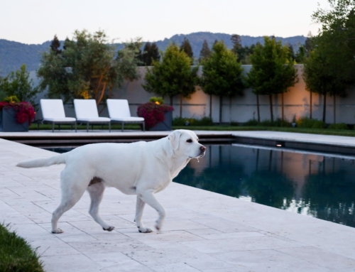The Dog Days of Summer