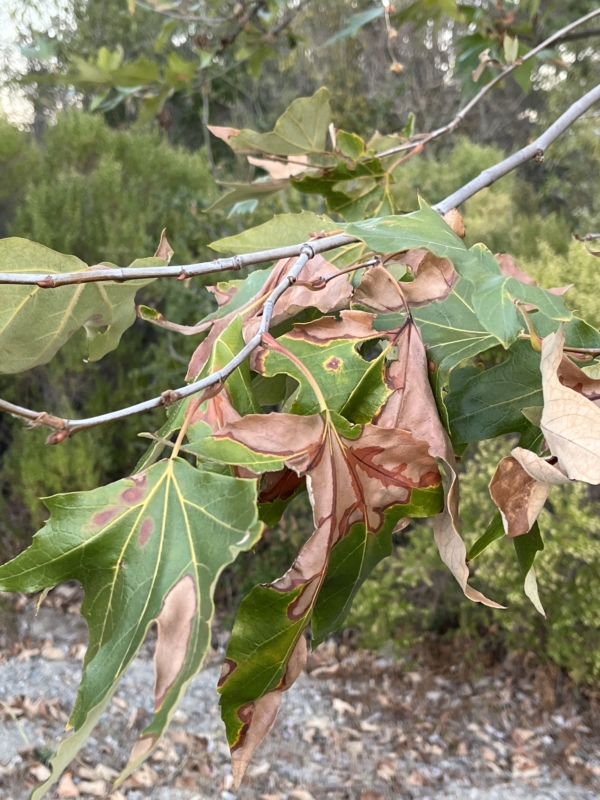 Close-up of tree leaves showing signs of leaf scorch or disease, including browning edges and spotting, indicating plant stress or poor irrigation