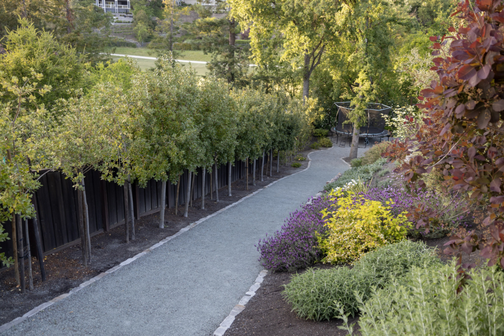 Monarch butterfly resting on purple ageratum blooms, showcasing pollinator-friendly companion planting suited to Northern California's Sunset Zone 14–17 / USDA Zone 9b–10a residential gardens