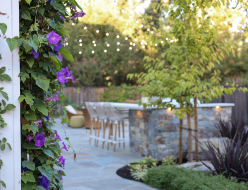 Flowering Vines in the Landscape