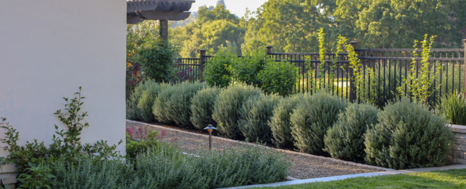 Linear decomposed granite garden pathway bordered by clipped shrubs and soft planting in a Bay Area residential landscape by Montgomery Robbins, Inc. residential landscape architecture, designed to guide movement and frame outdoor living spaces with clean, timeless simplicity.