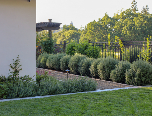 Understanding Bay Area Planting Zones: A Guide for Homeowners