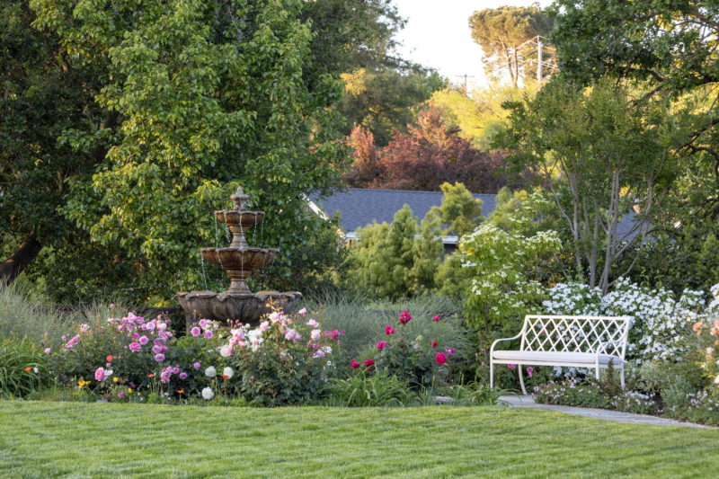 Young peaches may continue to ripen well into the winter