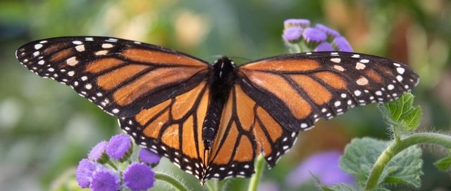 This image shows a Monarch butterfly with its wings fully spread, revealing vibrant orange wings edged in black with white spots. The butterfly is perched on small purple flowers, with green leaves surrounding the blooms. The background is softly blurred, highlighting the butterfly and the flowers in a natural, outdoor setting. The image conveys a sense of calm and beauty in nature.