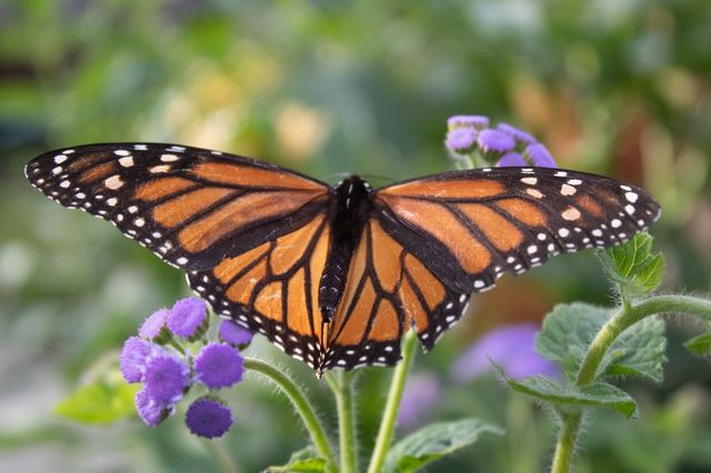 This image shows a Monarch butterfly with its wings fully spread, revealing vibrant orange wings edged in black with white spots. The butterfly is perched on small purple flowers, with green leaves surrounding the blooms. The background is softly blurred, highlighting the butterfly and the flowers in a natural, outdoor setting. The image conveys a sense of calm and beauty in nature.