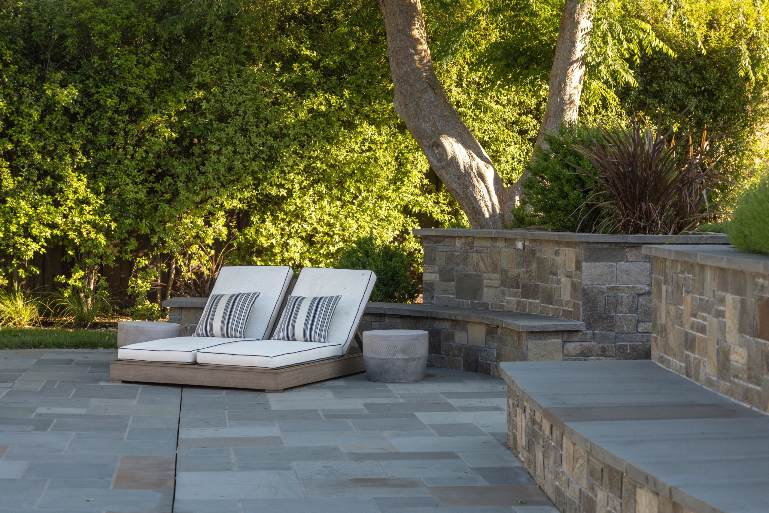 Purple Hardenbergia violacea vine flowering