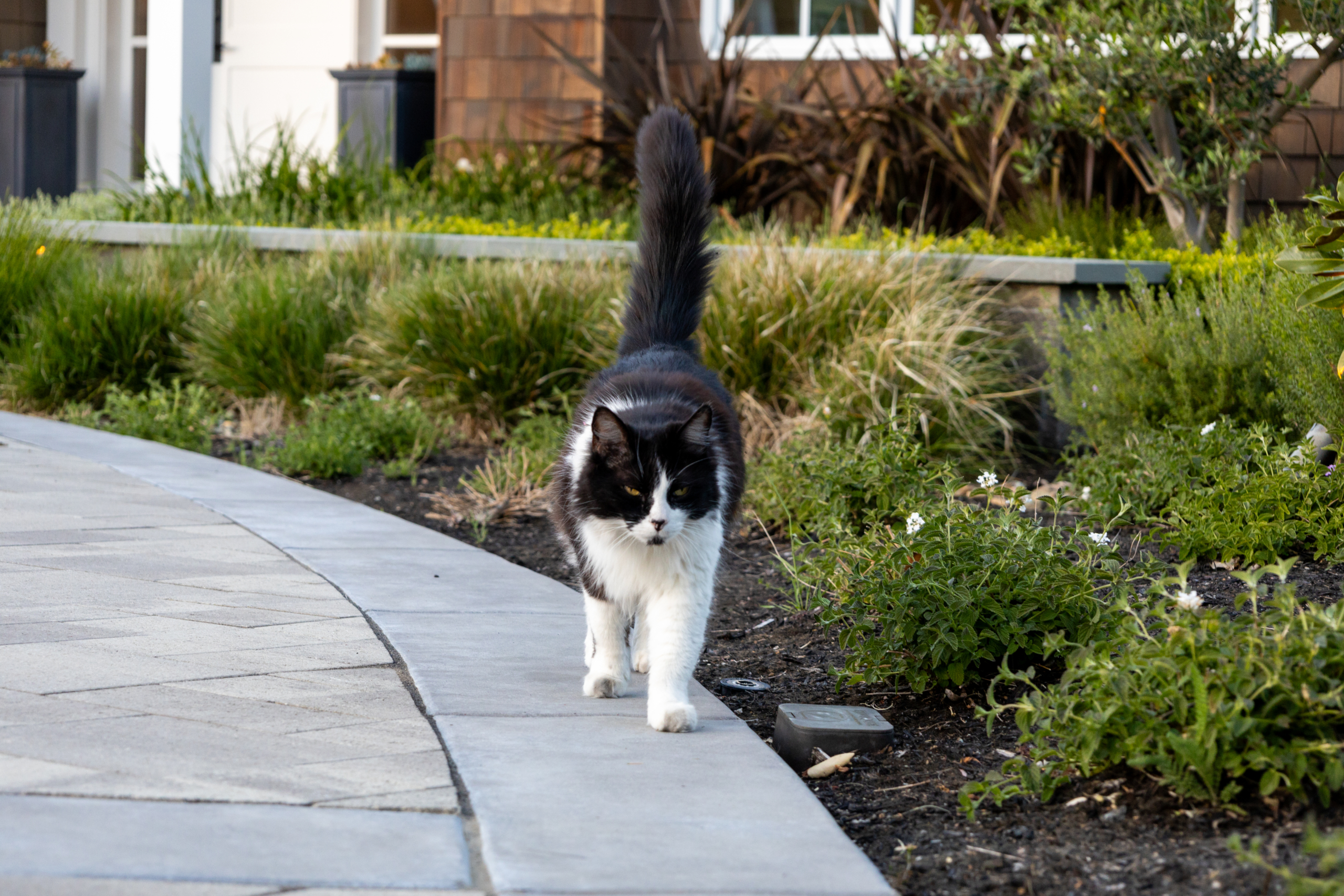 Henry the dog loves the landscaping