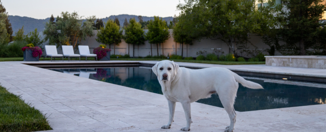 Luxury residential backyard design in Alamo, CA by Montgomery Robbins, Inc., featuring a sleek modern pool with travertine hardscape, lush greenery, and outdoor lounge seating, showcasing expert landscape architecture for high-end Bay Area living.