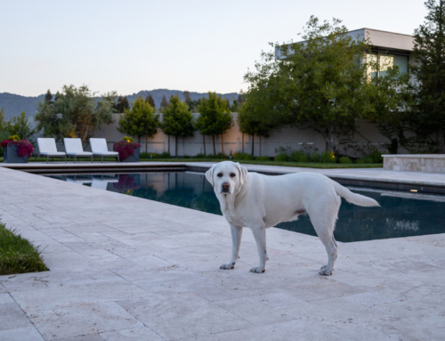 Pet Friendly Landscape Designs
